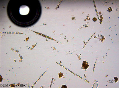 phyto/Guinea golf/Wouri_estuary_Crique_Docteur/YNkouefuthNfongmo_these 2022-2023/Gyrosigma fasciola (CriqueDocteur_SURF_2023_iden11230628_001_ovl).TIF(copy)_thumb.jpg